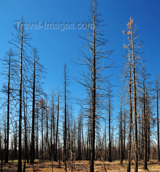 usa2010: Bryce Canyon National Park, Utah, USA: dead firs on burnt land - photo by M.Torres - (c) Travel-Images.com - Stock Photography agency - Image Bank