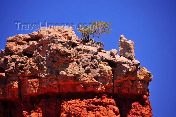 usa2012: Dixie National Forest, Utah, USA: Red Canyon - lone ponderosa pine tree tries to survive on the top of a rock formation - photo by M.Torres - (c) Travel-Images.com - Stock Photography agency - Image Bank