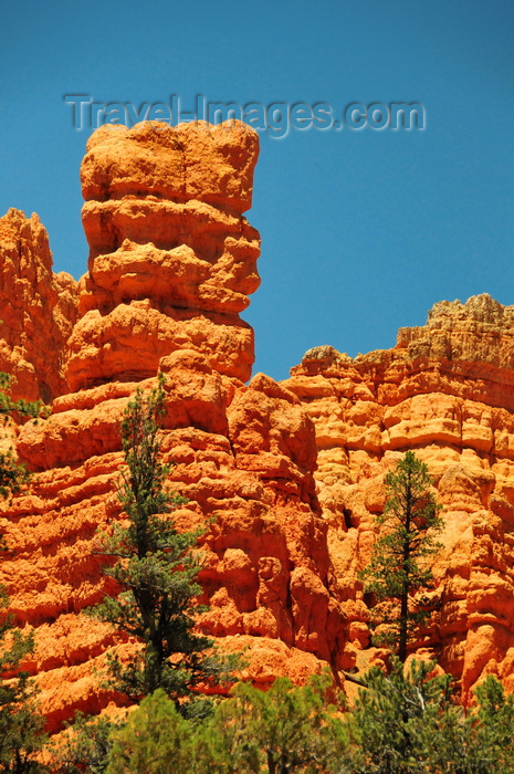 usa2015: Dixie National Forest, Utah, USA: Red Canyon - red sandstone formations - photo by M.Torres - (c) Travel-Images.com - Stock Photography agency - Image Bank