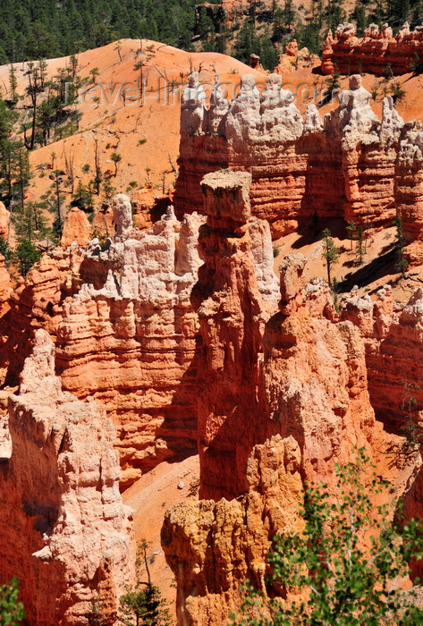 usa2017: Bryce Canyon National Park, Utah, USA: Sunrise Point - detail of the view into Bryce Amphitheater - photo by M.Torres - (c) Travel-Images.com - Stock Photography agency - Image Bank