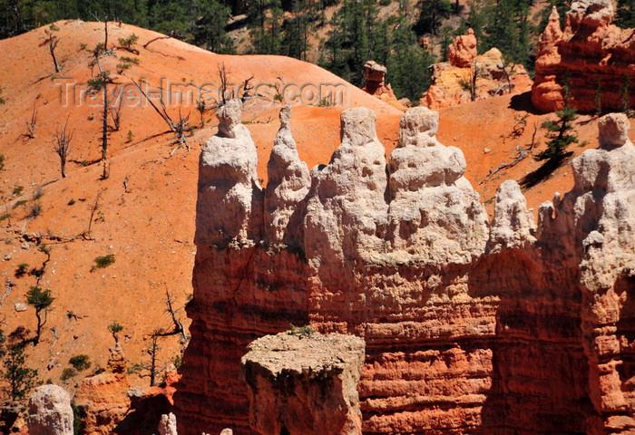 usa2018: Bryce Canyon National Park, Utah, USA: Sunrise Point - wall of red and white limestone - Cenozoic-age rocks - photo by M.Torres - (c) Travel-Images.com - Stock Photography agency - Image Bank