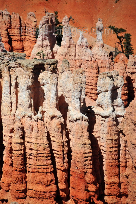 usa2031: Bryce Canyon National Park, Utah, USA: Sunset Point - freestanding pinnacles in badlands like a platoon of stone soldiers - photo by M.Torres - (c) Travel-Images.com - Stock Photography agency - Image Bank