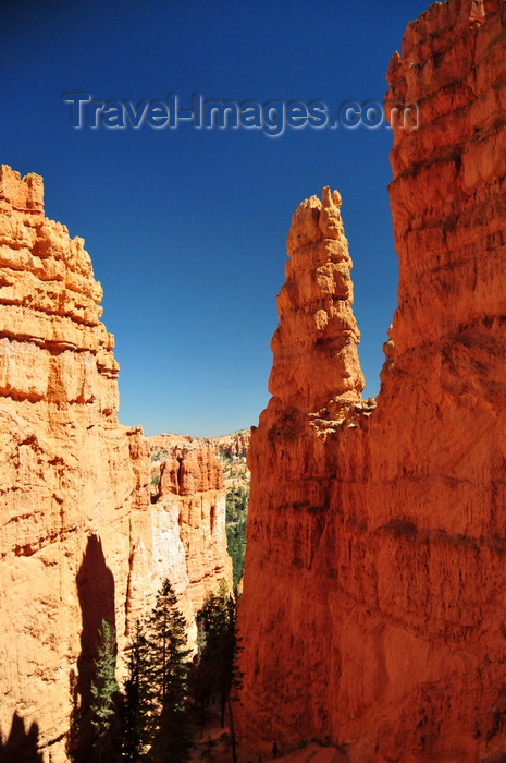 usa2041: Bryce Canyon National Park, Utah, USA: Sunset Point - narrow passage with trees between rock fins - photo by M.Torres - (c) Travel-Images.com - Stock Photography agency - Image Bank