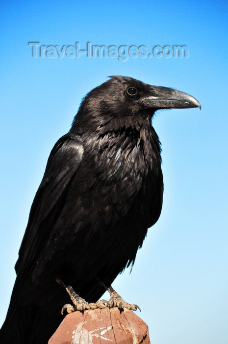 usa2048: Bryce Canyon National Park, Utah, USA: Farview Point - a crow surveys the canyon - photo by M.Torres - (c) Travel-Images.com - Stock Photography agency - Image Bank