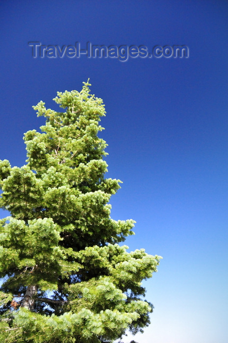 usa2050: Bryce Canyon National Park, Utah, USA: Farview Point - fir tree on the rim - photo by M.Torres - (c) Travel-Images.com - Stock Photography agency - Image Bank