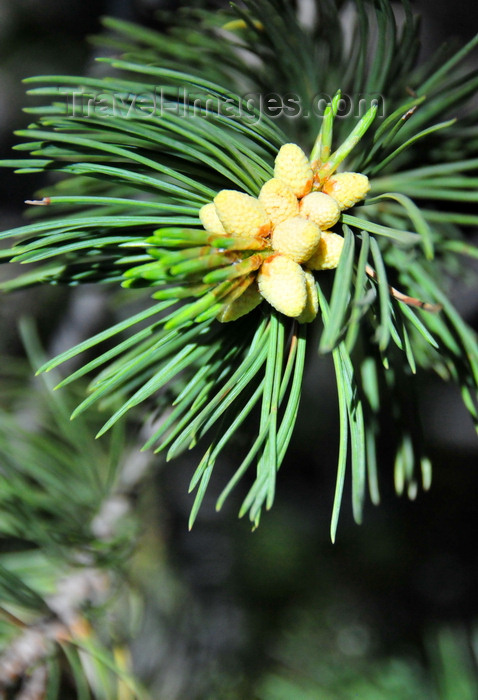 usa2055: Bryce Canyon National Park, Utah, USA: Rainbow Point - fir tree - young cones - photo by M.Torres - (c) Travel-Images.com - Stock Photography agency - Image Bank