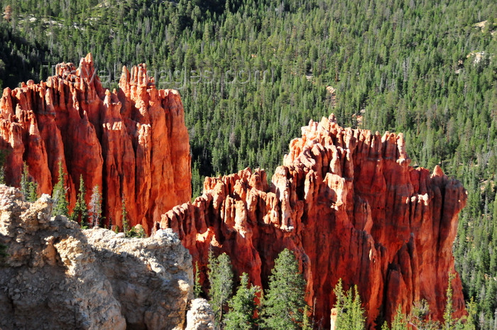 usa2056: Bryce Canyon National Park, Utah, USA: Rainbow Point - fins of red rock above the forest, mostly Pseudotsuga menziesii and Pinus ponderosa - photo by M.Torres - (c) Travel-Images.com - Stock Photography agency - Image Bank