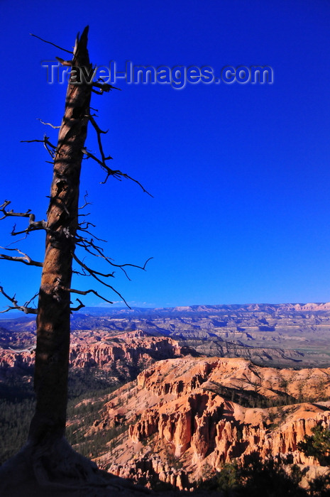 usa2065: Bryce Canyon National Park, Utah, USA: Bryce Point - burnt tree on the canyon rim - photo by M.Torres - (c) Travel-Images.com - Stock Photography agency - Image Bank
