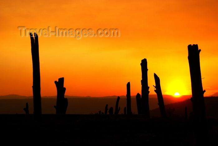 usa2071: Dixie National Forest, Utah, USA: Red Canyon - dead trunks at sunset - photo by A.Ferrari - (c) Travel-Images.com - Stock Photography agency - Image Bank