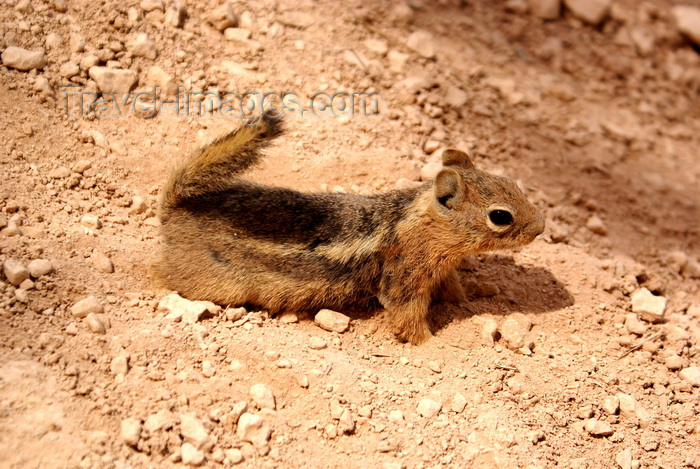 usa2078: Bryce Canyon National Park, Utah, USA: Peek-A-Boo Loop Trail - chipmunk in the sand - photo by A.Ferrari - (c) Travel-Images.com - Stock Photography agency - Image Bank