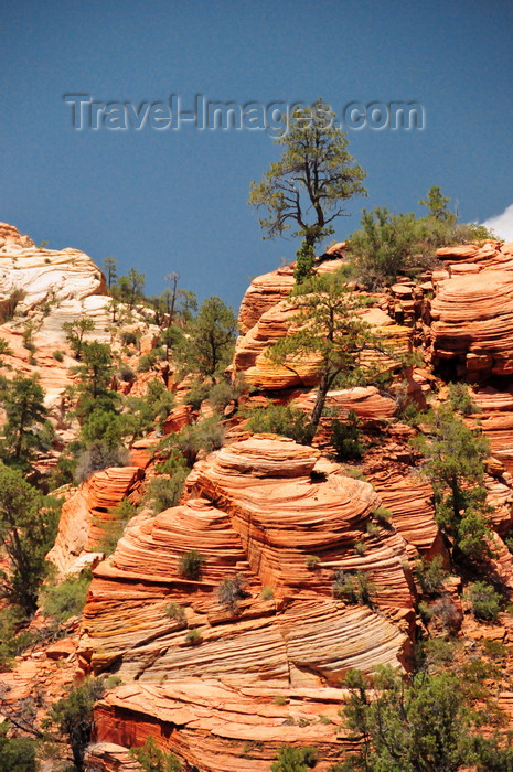 usa2088: Zion National Park, Utah, USA: small trees try to grow on the eroded Navajo Sandstone formations - Zion-Mt. Carmel Highway - photo by M.Torres - (c) Travel-Images.com - Stock Photography agency - Image Bank