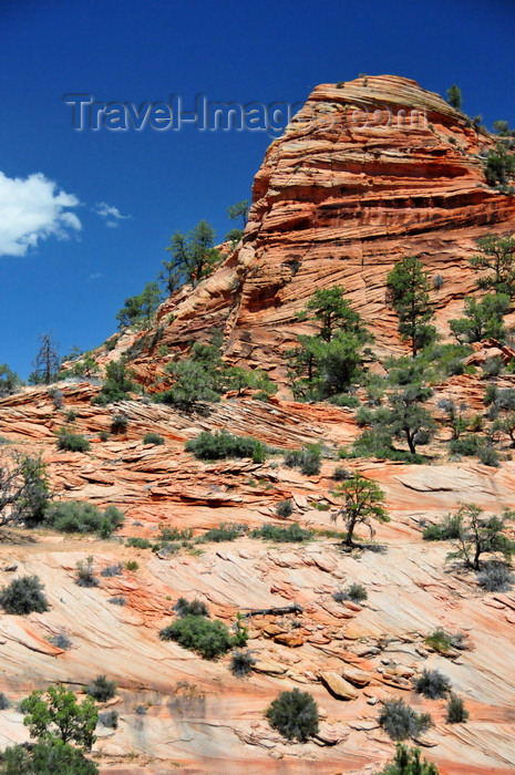 usa2092: Zion National Park, Utah, USA: hill with sparse vegetation - Zion-Mt. Carmel Highway - photo by M.Torres - (c) Travel-Images.com - Stock Photography agency - Image Bank