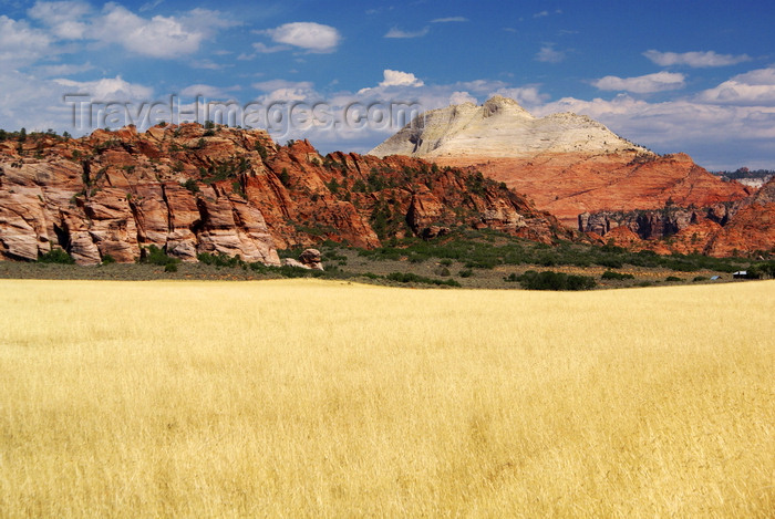 usa2107: Zion National Park, Utah, USA: golden field along Kolob Terrace Road - photo by A.Ferrari - (c) Travel-Images.com - Stock Photography agency - Image Bank