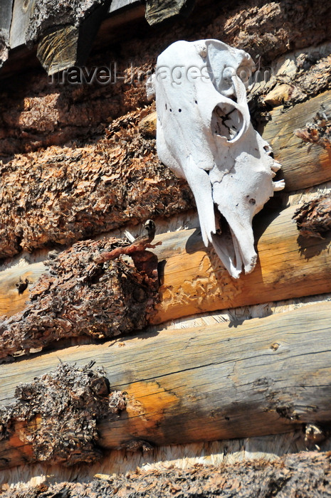 usa2127: Virgin, Washington county, Utah, USA: Fort Zion Trading Post - cow skull on the fort's ramparts - photo by M.Torres - (c) Travel-Images.com - Stock Photography agency - Image Bank