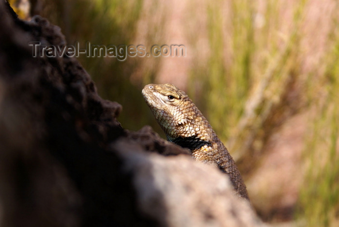usa2134: Goosenecks State Park, San Juan county, Utah, USA: lizard enjoying the sun - photo by A.Ferrari - (c) Travel-Images.com - Stock Photography agency - Image Bank