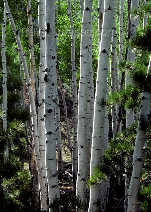 usa2205: Utah, USA: grove of aspen trees - trunks - photo by C.Lovell - (c) Travel-Images.com - Stock Photography agency - Image Bank