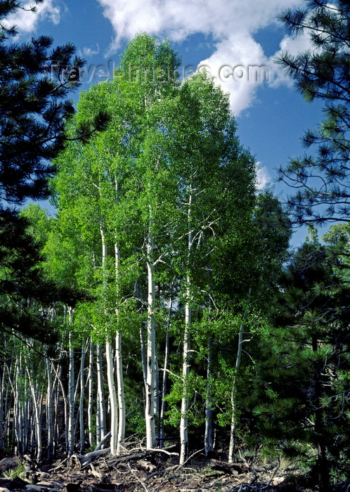 usa2206: Utah, USA: grove of aspen trees - photo by C.Lovell - (c) Travel-Images.com - Stock Photography agency - Image Bank