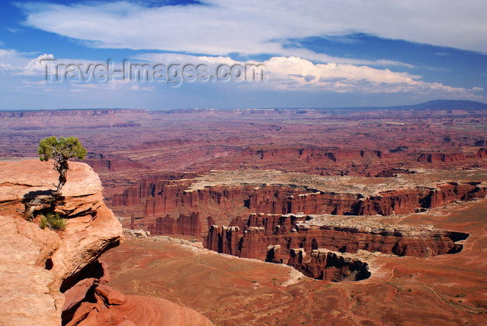usa2229: Canyonlands National Park, Utah, USA: Green River - small ponderosa pine on a cliff top - photo by A.Ferrari - (c) Travel-Images.com - Stock Photography agency - Image Bank
