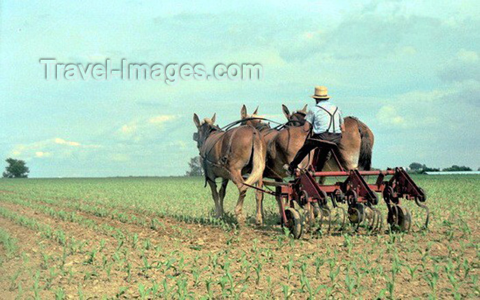 usa224: Pennsylvania, USA: Amish farmer toils the soil - Pennsylvania Dutch - Anabaptist Christian denomination - photo by J.Kaman - (c) Travel-Images.com - Stock Photography agency - Image Bank
