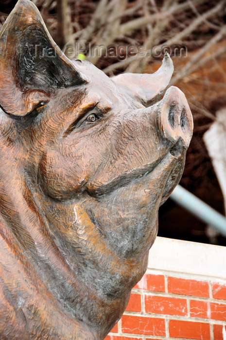 usa2365: Little Rock, Arkansas, USA: 'River Market Pig' - bronze sculpture of a large pig - sculptor Sandy Scott - Ottenheimer Plaza, River Marrket area - photo by M.Torres - (c) Travel-Images.com - Stock Photography agency - Image Bank