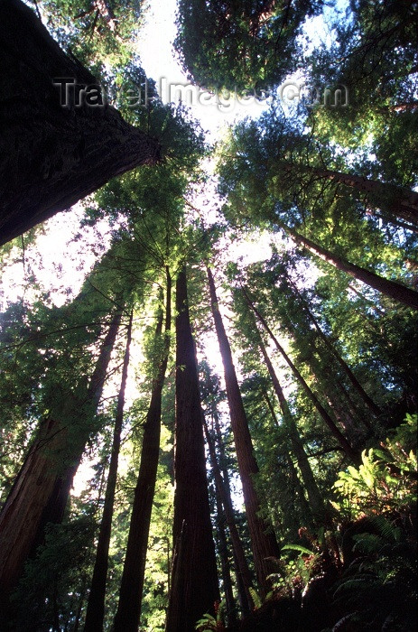 usa275: Redwoods (California) Redwood National Park / Redwoods: sequoia redwood trees - Unesco world heritage site - Humboldt County - photo by F.Rigaud - (c) Travel-Images.com - Stock Photography agency - Image Bank