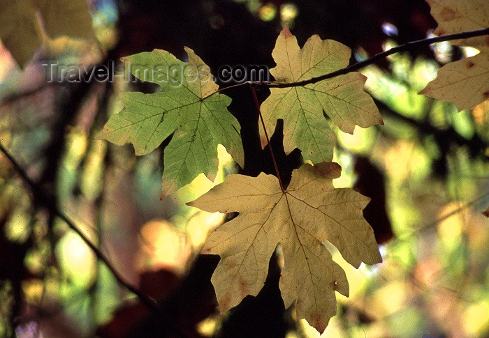 usa278: USA - Redwood NP (California): leaves - Humboldt County - photo by F.Rigaud - (c) Travel-Images.com - Stock Photography agency - Image Bank