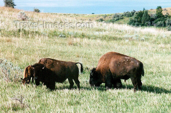 usa285: Theodore Roosevelt National Park, North Dakota, USA: bisons on the open range - photo by G.Frysinger - (c) Travel-Images.com - Stock Photography agency - Image Bank