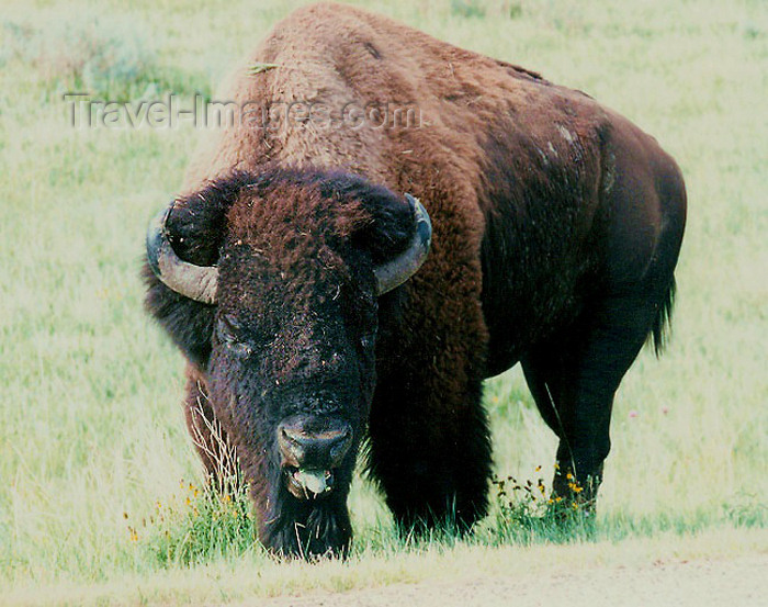 usa286: Theodore Roosevelt National Park, North Dakota, USA: bison - a good face - photo by G.Frysinger - (c) Travel-Images.com - Stock Photography agency - Image Bank