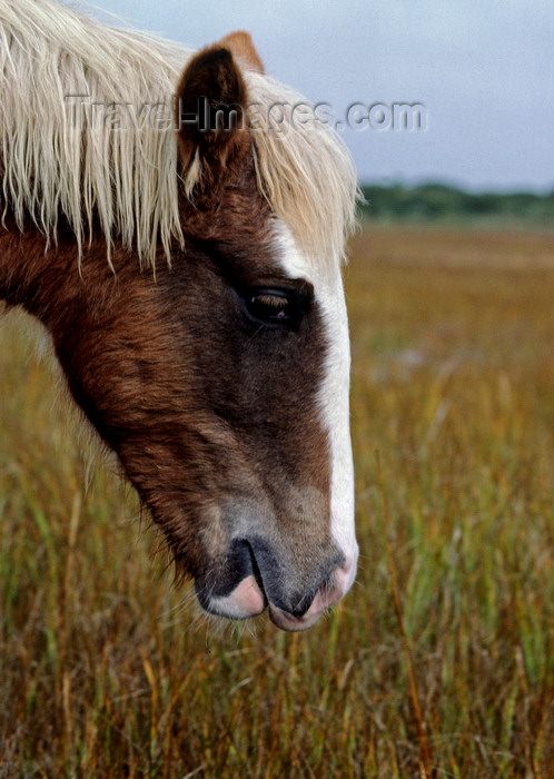 usa318: Assateague Island, Maryland, USA: wild pony close up - pasture - photo by C.Lovell - (c) Travel-Images.com - Stock Photography agency - Image Bank
