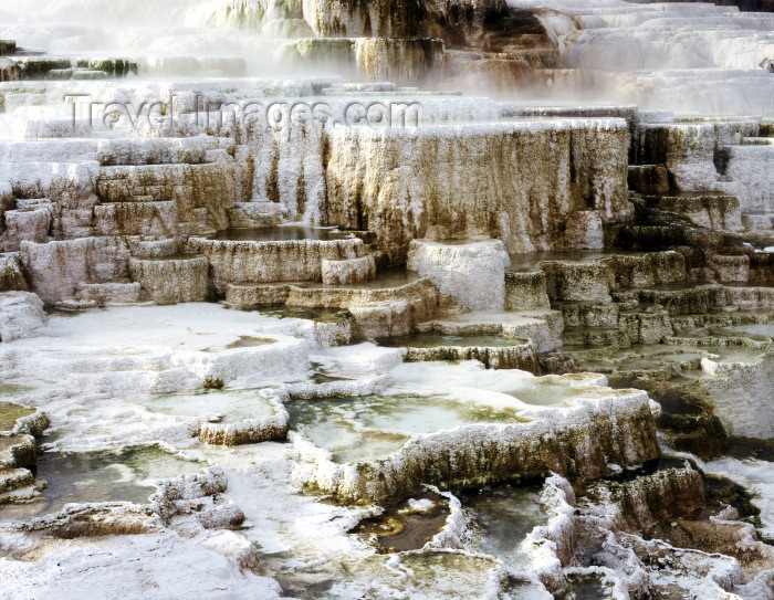 usa326: Yellowstone NP, Wyoming, USA: deer at Mammoth Hot Springs - travertine terraces - mineral deposits - Unesco world heritage site - photo by J.Fekete - (c) Travel-Images.com - Stock Photography agency - Image Bank