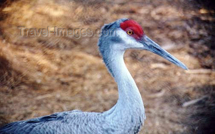 usa377: North Platte river, Nebraska, USA: Sandhill Crane - Grus canadensis - photo by G.Frysinger - (c) Travel-Images.com - Stock Photography agency - Image Bank