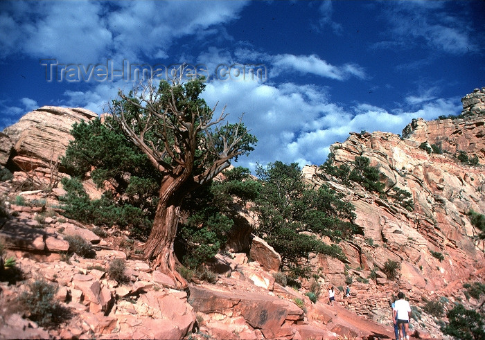 usa436: USA - Grand Canyon (Arizona): Tree, Rocks, Sky, and hikers (photo by G.Friedman) - (c) Travel-Images.com - Stock Photography agency - Image Bank