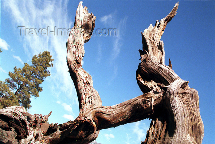 usa441: USA - Sunset Crater National Forest (Arizona): dead tree (photo by G.Friedman) - (c) Travel-Images.com - Stock Photography agency - Image Bank