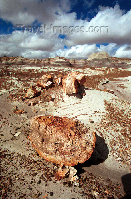 usa451: USA - Cocoa Mountains - Petrified Forest National Park (Arizona): petrified trees and sky (photo by G.Friedman) - (c) Travel-Images.com - Stock Photography agency - Image Bank