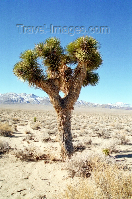 usa462: Death Valley (California): Joshua-like tree - Photo by G.Friedman - (c) Travel-Images.com - Stock Photography agency - Image Bank