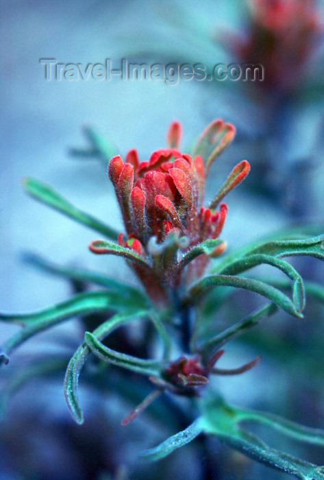 usa499: USA - Wyoming: Indian paintbrush or Prairie-fire - Castilleja flower - plant - flora - photo by J.Fekete - (c) Travel-Images.com - Stock Photography agency - Image Bank