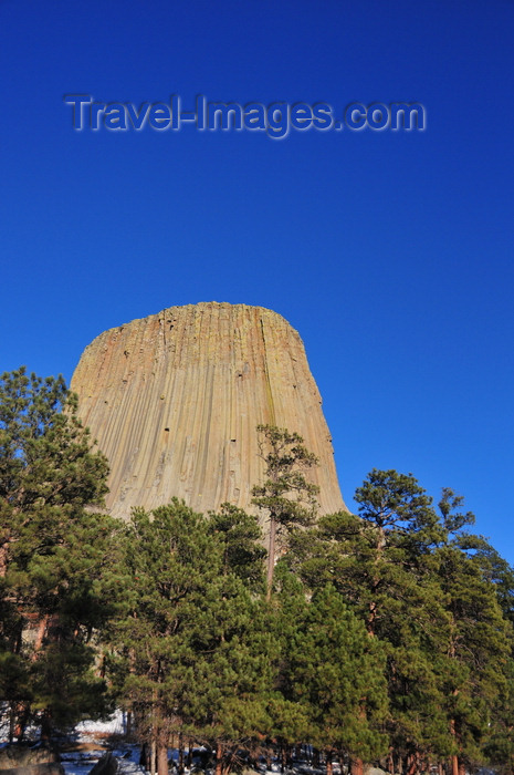 usa503: Devils Tower National Monument, Wyoming: surrounded by a Ponderosa Pine forest - photo by M.Torres - (c) Travel-Images.com - Stock Photography agency - Image Bank