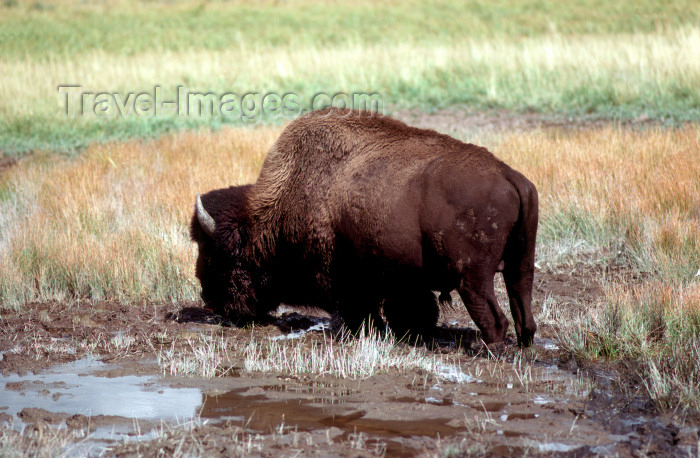 usa509: Yellowstone NP, Wyoming, USA: bison grazing - American Buffalo - Bison bison - photo by J.Fekete - (c) Travel-Images.com - Stock Photography agency - Image Bank