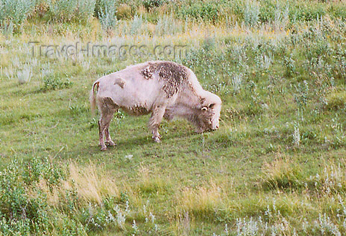 usa515: Jamestown, North Dakota, USA: White Cloud a white Bison - photo by G.Frysinger - (c) Travel-Images.com - Stock Photography agency - Image Bank