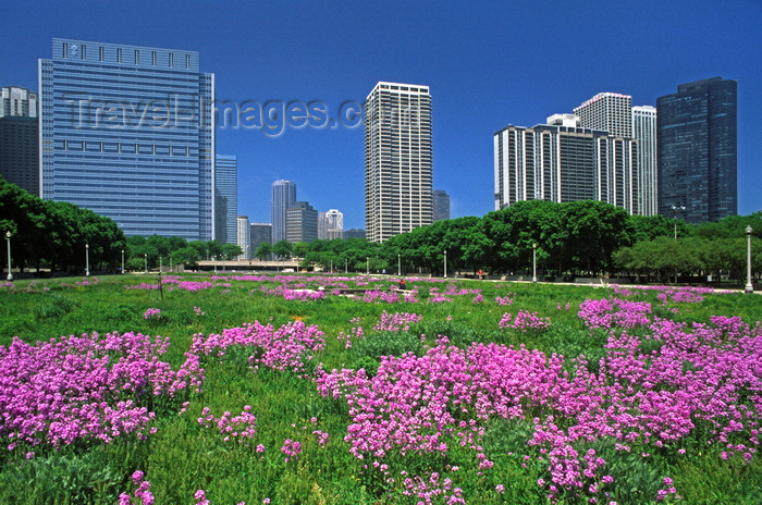 usa533: Chicago, Illinois, USA: skyscrapers backdrop a field of purple wildflowers in Grant Park - downtown - Blue Cross and Blue Shield tower, The Buckingham, Outer Drive East, Harbor Point Condominium - photo by C.Lovell - (c) Travel-Images.com - Stock Photography agency - Image Bank