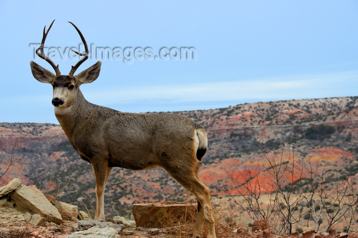 usa582: Palo Duro Canyon State Park, Texas, USA: a deer poses with the canyon in the background - Texas Panhandle - photo by M.Torres - (c) Travel-Images.com - Stock Photography agency - Image Bank