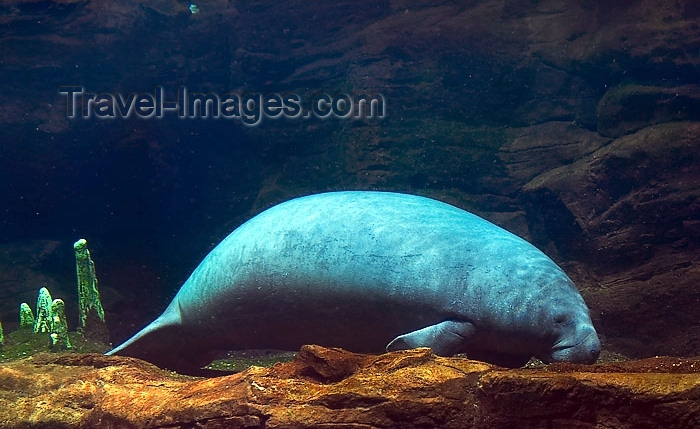 usa596: Orlando (Florida): Dugongs ( Dugong dugon) - SeaWorld - fauna - animal - Orange County (photo by Luca dal Bo) - (c) Travel-Images.com - Stock Photography agency - Image Bank