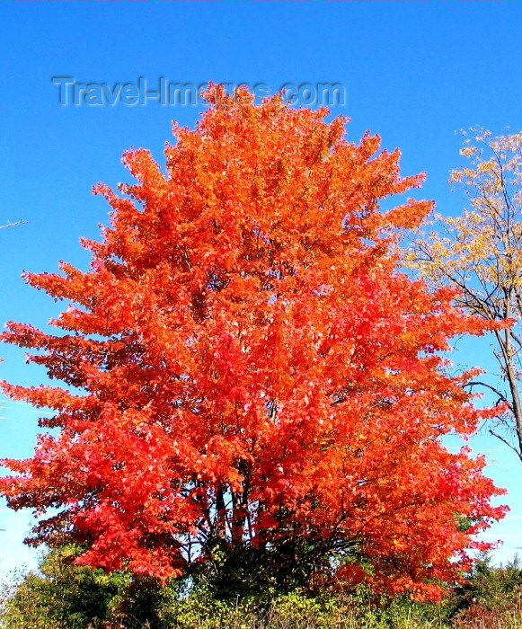 usa599: Echo lake, Maine / New England, USA: flamboyant tree - Autumn blaze - photo by P.Baldwin - (c) Travel-Images.com - Stock Photography agency - Image Bank