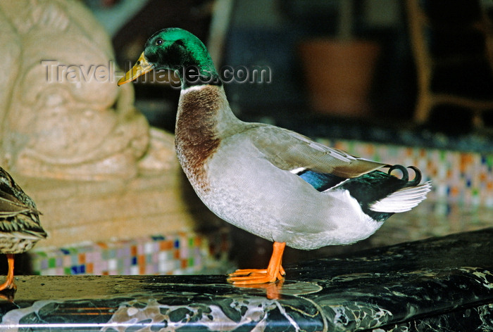 usa695: Memphis, Tennessee, USA: Mallard duck in the  travertine marble lobby fountain of the Peabody Hotel - Anas platyrhynchos platyrhynchos - the hotel is famous for its duck march - photo by C.Lovell - (c) Travel-Images.com - Stock Photography agency - Image Bank