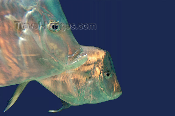 usa724: USA - Las Vegas (Nevada): Underwater Two irradescent fish, Caesar's Forum Aquarium (photo by B.Cain) - (c) Travel-Images.com - Stock Photography agency - Image Bank