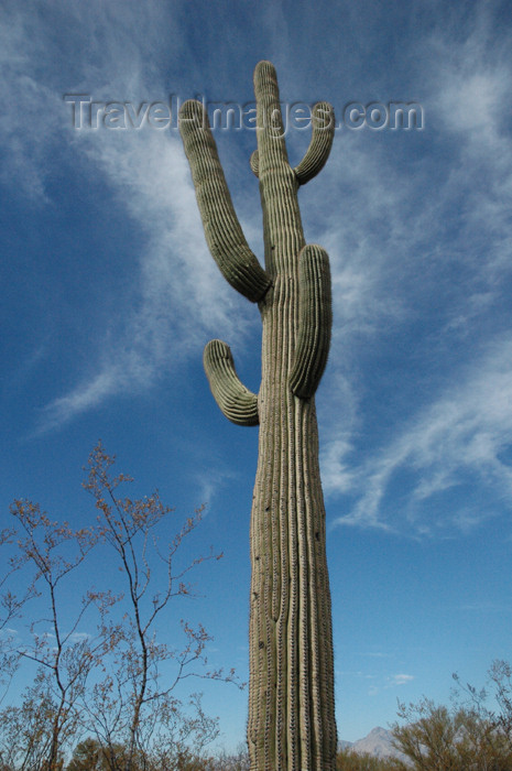 usa726: USA - Arizona - Sonoran Desert: saguaro cactus - Carnegia gigantea - flora of North America (photo by K.Osborn) - (c) Travel-Images.com - Stock Photography agency - Image Bank