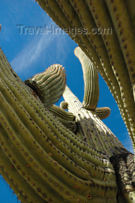 usa727: USA - Arizona - Sonoran Desert / Sonoran Desert National Monument: saguaro cactus from below - Carnegia gigantea (photo by K.Osborn) - (c) Travel-Images.com - Stock Photography agency - Image Bank