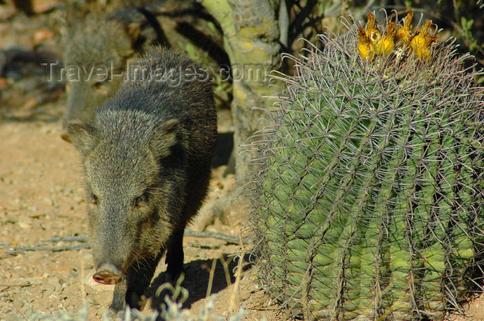 usa728: USA - Arizona - hog - Peccary - Pecari angulatus Arizona barrel cactus - (c) Travel-Images.com - Stock Photography agency - Image Bank