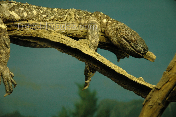 usa739: USA - Sonoran Desert / Gila Desert (Arizona): Gila monster - Heloderma suspectum - venomous lizard (photo by K.Osborn) - (c) Travel-Images.com - Stock Photography agency - Image Bank