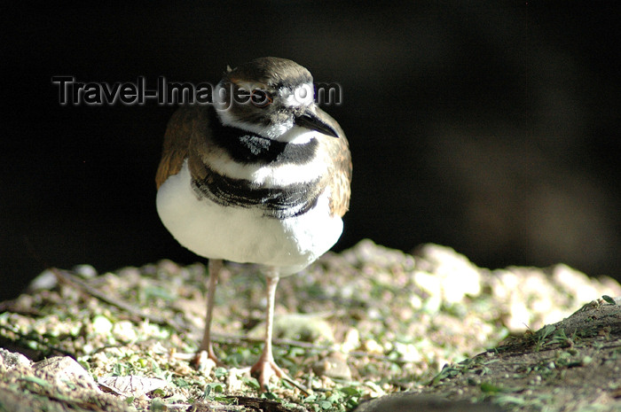 usa740: USA - Sonoran Desert / Gila Desert (Arizona): Killdeer - Charadrius vociferus - fauna - bird (photo by K.Osborn) - (c) Travel-Images.com - Stock Photography agency - Image Bank